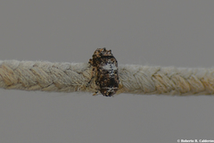 Toxonotus cornutus
