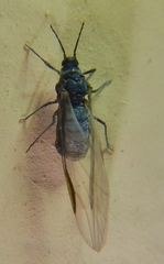 Eriosoma