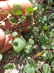 Chenopodium trigonon trigonon