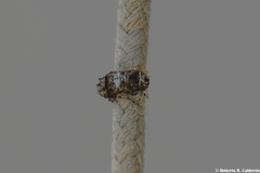 Toxonotus cornutus