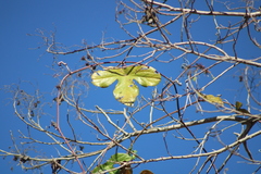 Passiflora viridiflora