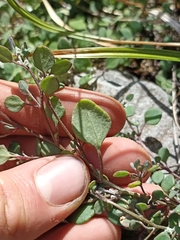 Chenopodium trigonon trigonon