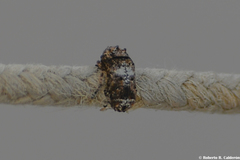 Toxonotus cornutus