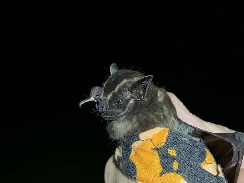 Velvety Fruit-eating Bat