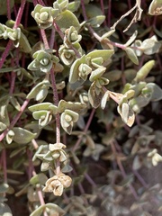 Atriplex watsonii