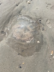Rhopilema verrilli