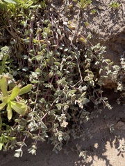 Atriplex watsonii