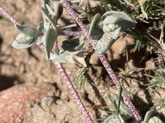 Atriplex watsonii