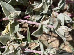 Atriplex watsonii