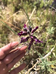 Boechera sparsiflora