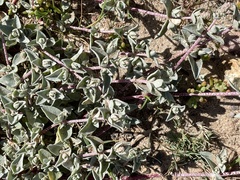 Atriplex watsonii
