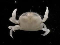 Dissodactylus schmitti