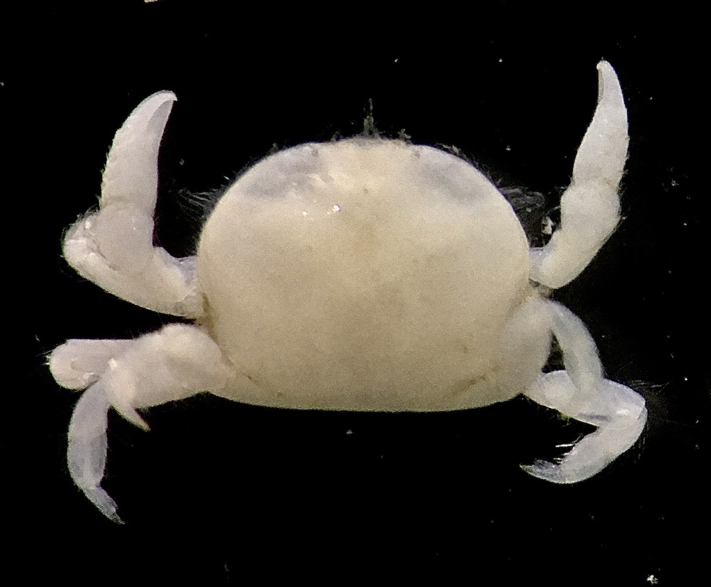 Dissodactylus schmitti