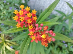 Asclepias curassavica