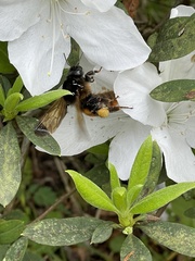 Bombus bicoloratus