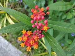 Asclepias curassavica