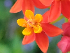 Asclepias curassavica