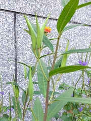 Asclepias curassavica