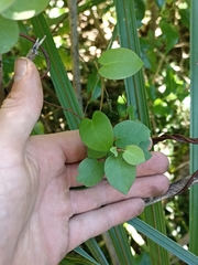 Muehlenbeckia complexa grandifolia