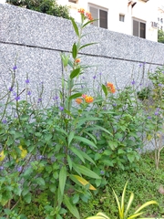 Asclepias curassavica