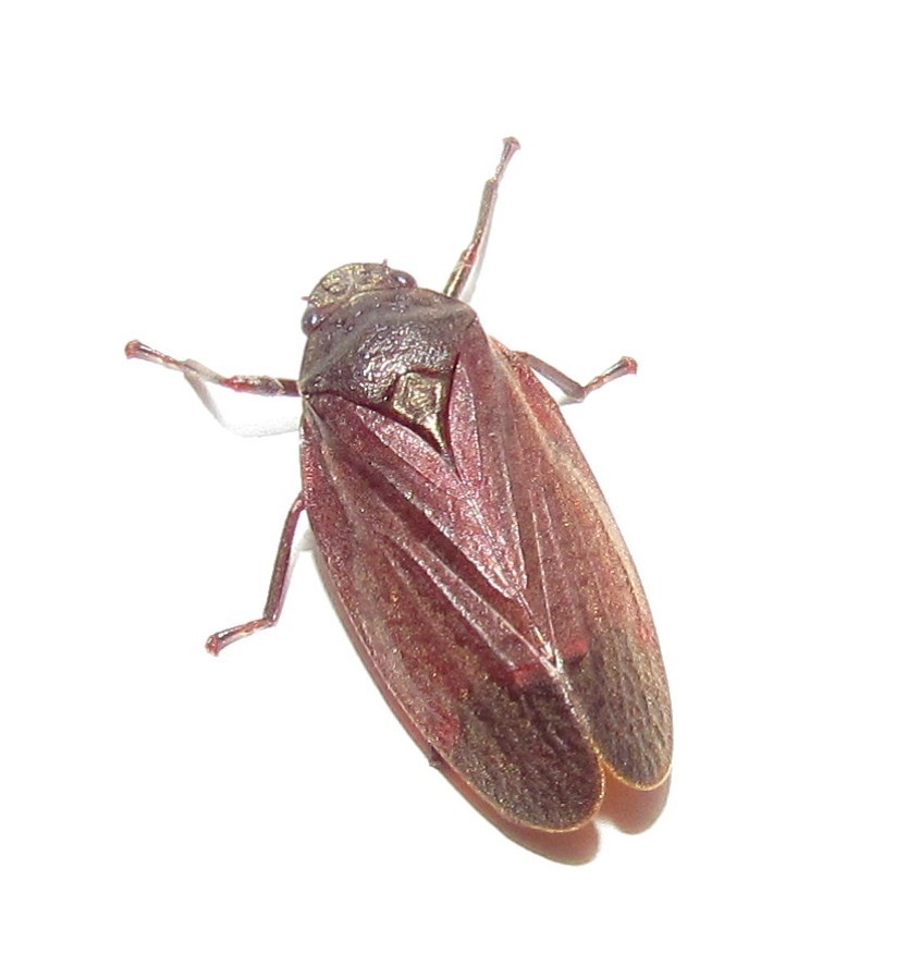 Mahanarva posticata