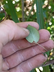 Muehlenbeckia complexa grandifolia
