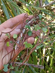 Muehlenbeckia complexa grandifolia
