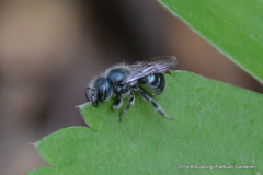 Osmia pumila