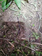 Atractus trilineatus