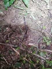 Atractus trilineatus