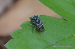 Osmia pumila