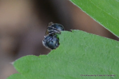 Osmia pumila