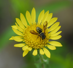 Paranthidium gabbii