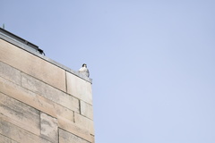 Falco peregrinus