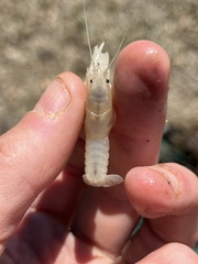 Distocambarus crockeri