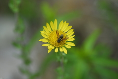 Paranthidium gabbii