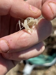 Distocambarus crockeri