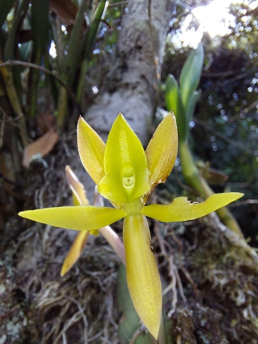 Image of Epidendrum geminiflorum by (c) Daniel Mesa, some rights reserved (CC BY)