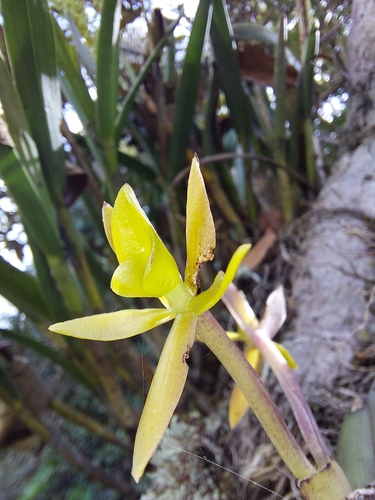 Image of Epidendrum geminiflorum by (c) Daniel Mesa, some rights reserved (CC BY)
