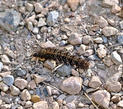 Ardices curvata