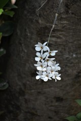 Dendrobium barbatulum