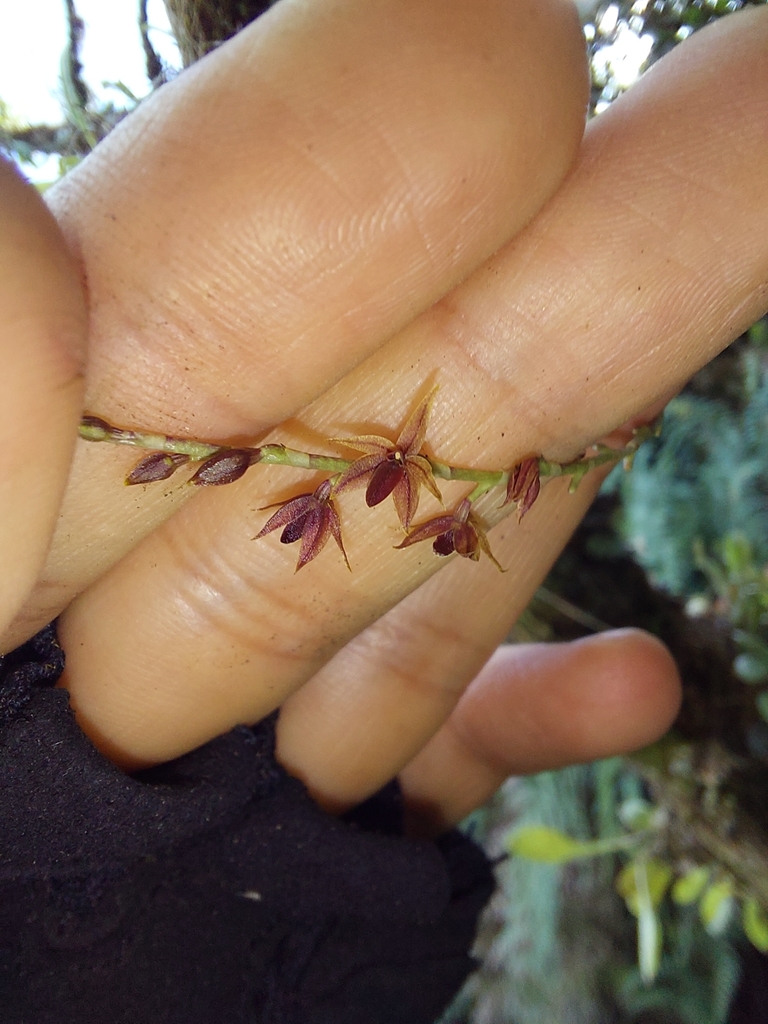 Platystele consobrina