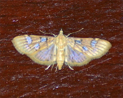 Cotachena