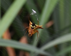 Micrathena furcata