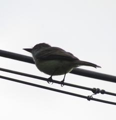 Myiarchus barbirostris