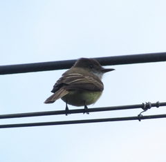 Myiarchus barbirostris