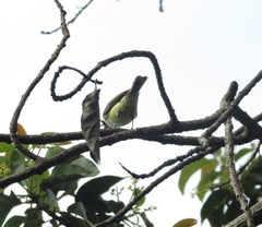 Myiarchus barbirostris