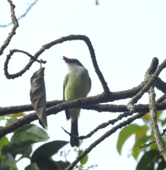 Myiarchus barbirostris