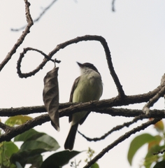 Myiarchus barbirostris