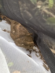 Hemeroblemma malitiosa